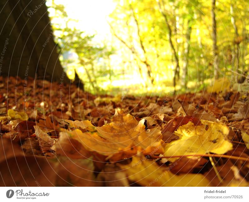 gelber Boden Außenaufnahme Tag Sonnenlicht Unschärfe Froschperspektive schön Natur Herbst Wärme Baum Blatt Wald Wege & Pfade weich Jahreszeiten Physik