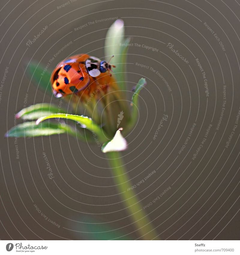 Marienkäfer landet auf einer Wildblume Glückskäfer Glückssymbol leicht Leichtigkeit Sommergefühl Glücksbringer Gleichgewicht Idylle gepunktet Sonnenstrahlen