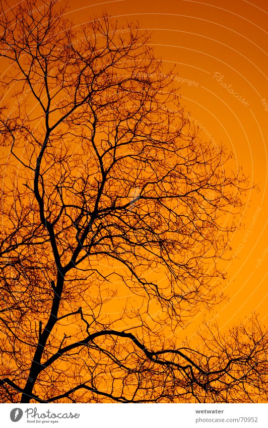 orange sky Himmel rot Baum schwarz red tree Schatten silhuette Morgen black morning Strukturen & Formen Ast