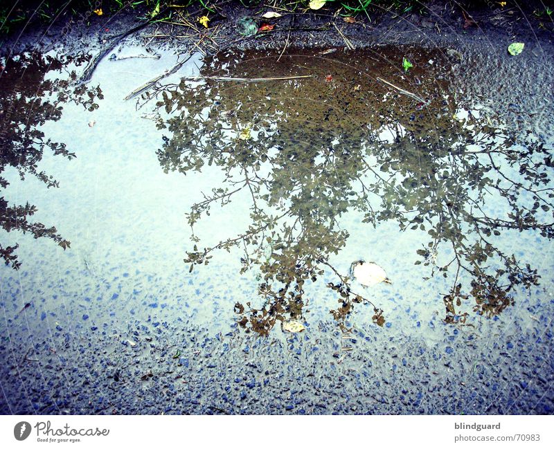 Spiegelverkehrt Blatt Reflexion & Spiegelung Pfütze Sommer Fußweg Baum Sträucher Wegrand Wasser reflektion Regen Straße