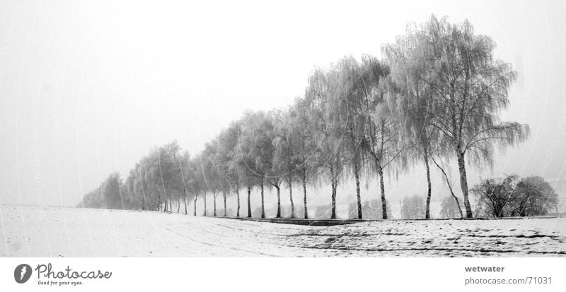 white day weiß kalt Winter Baum Allee schwarz trüb Nebel cold Schnee snow tree row Reihe Strukturen & Formen black Ast Tod death fog