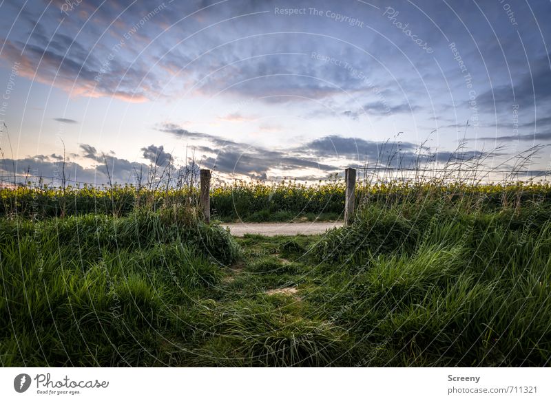 Into the Rapsfeld... Ausflug Ferne Freiheit wandern Umwelt Natur Landschaft Pflanze Himmel Wolken Frühling Sommer Gras Wiese Feld Duft blau gelb grün Optimismus