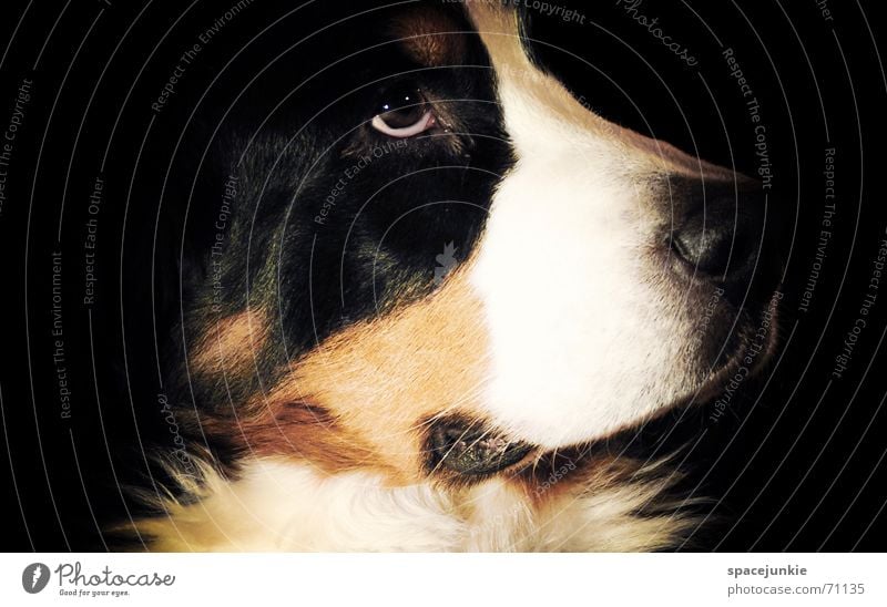 Berner Sennenhund Hund verträumt Schnauze Nase Fell Tier Haustier Hundekopf Tierporträt schwarz weiß