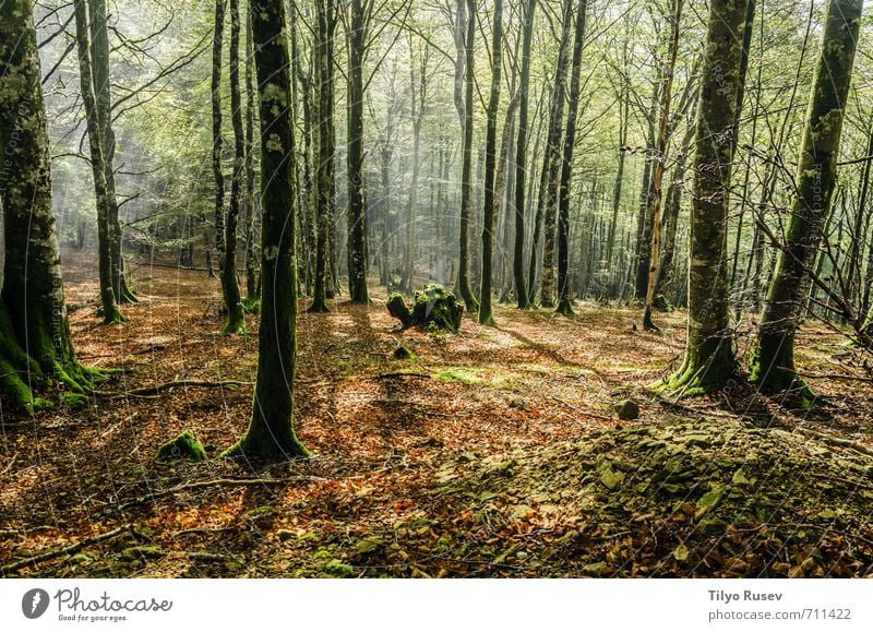 Schöne Waldumgebung schön Sonne Berge u. Gebirge Natur Baum Platz natürlich braun grün Farbe Frieden Holz im Inneren Spanien Europa Europäer friedlich