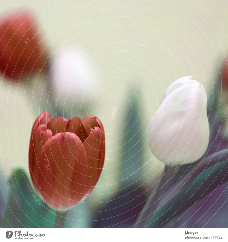 tulip Natur Pflanze Frühling Tulpe Blatt ästhetisch grün rosa rot weiß Farbfoto Gedeckte Farben Außenaufnahme Nahaufnahme Detailaufnahme Makroaufnahme