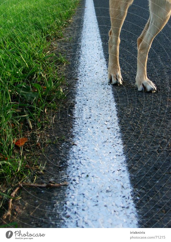 Pfoten-Weg! Gras Straßenrand weiß Linie Hund Beine Wege & Pfade Natur Detailaufnahme Körperteile Fahrbahnmarkierung außergewöhnlich Straßenhund