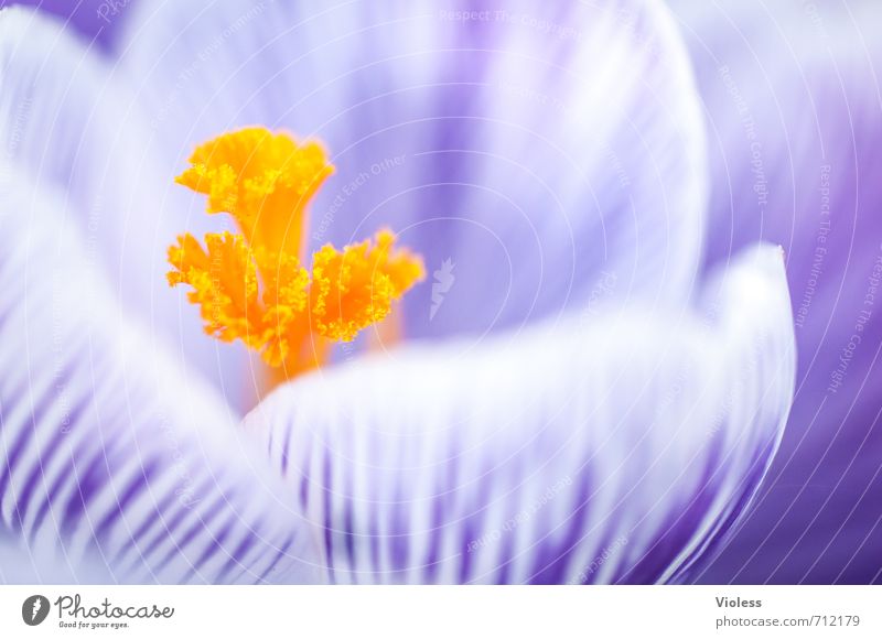 das gelbe vom ... Blüte Stempel Krokusse Frühling Makroaufnahme violett