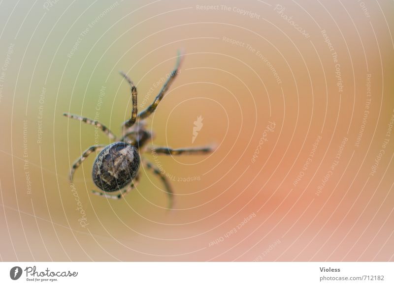 Geduld | Auf Abendessen warten Spinne orange gefährlich Spider Unschärfe Ophistosoma Nahaufnahme Makroaufnahme Schwache Tiefenschärfe