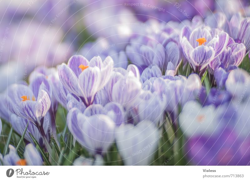 *333* Natur Pflanze Frühling Blüte Garten Park Wiese Blühend verblüht Duft frisch violett Gefühle Stimmung Freude Fröhlichkeit Lebensfreude Frühlingsgefühle