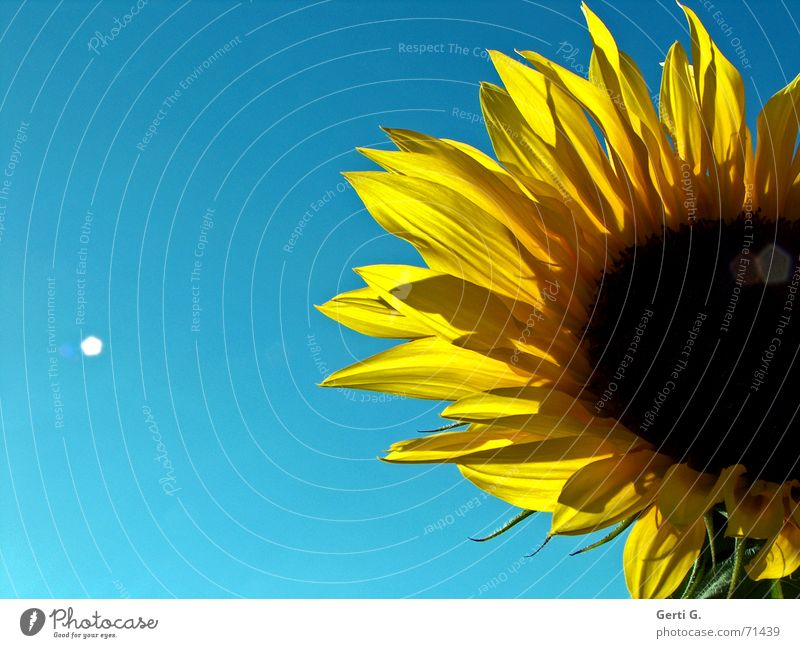 immer schön strahlen Sommer Sonne Physik Alkoholisiert gelb Sonnenblume Sonnenblumenkern Licht Lichtfleck Schönes Wetter Wärme blau undicht sonnenblumenblätter