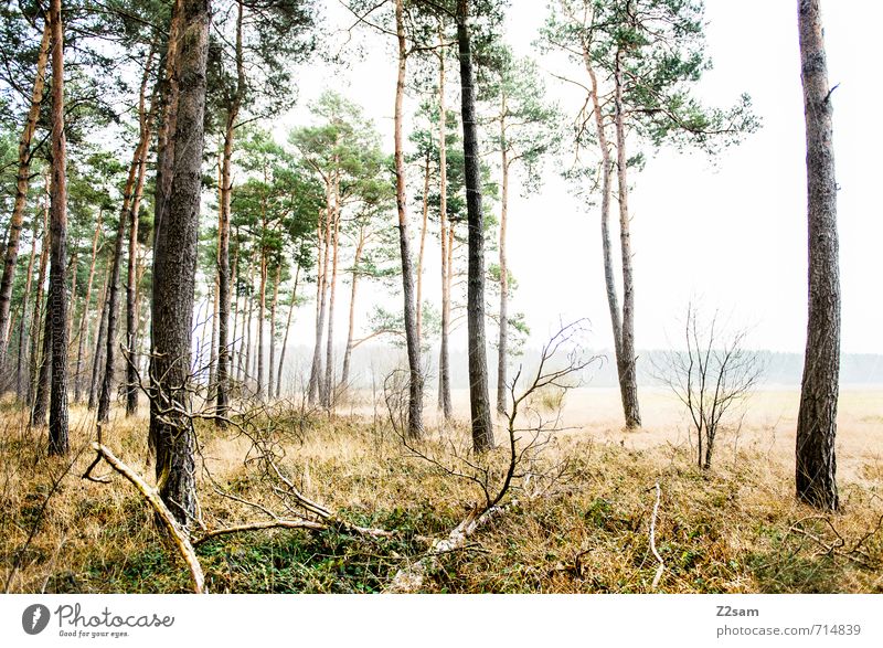Zauberwald Umwelt Natur Herbst schlechtes Wetter Nebel Gras Sträucher Wald frisch kalt nachhaltig natürlich grün Einsamkeit Erholung Idylle ruhig Surrealismus