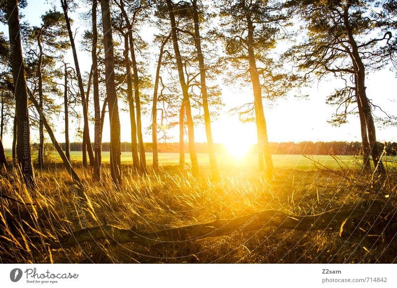 Feierabend Umwelt Natur Landschaft Sonne Sonnenaufgang Sonnenuntergang Sonnenlicht Sommer Schönes Wetter Baum Sträucher Wiese exotisch nachhaltig natürlich