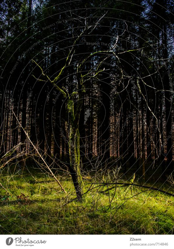 Erleuchtet Umwelt Natur Landschaft Frühling Baum Gras Sträucher Moos Wald dunkel gruselig natürlich grün ruhig träumen Einsamkeit skurril Surrealismus