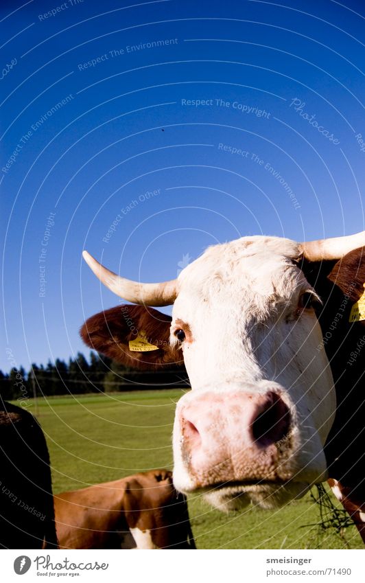 Portrait einer Kuh Vieh Nasenloch Rind angenehm Viehweide Vorteil Viehbestand Gras Wiese Landwirtschaft Himmel Vollmilch Weide Grünfläche Fröhlichkeit grün