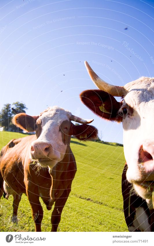 Portrait zweier Kühe Kuh Vieh Nasenloch Rind angenehm Viehweide Wolken Feld Flughafen Faro Wiese Viehzucht Vorteil Viehbestand Gras Landwirtschaft Weitwinkel