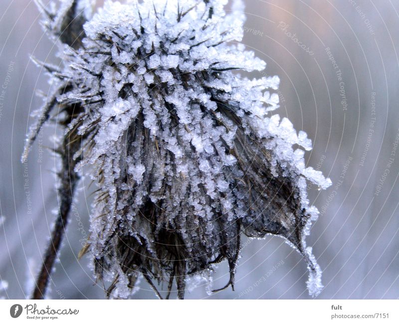 kalt Pflanze Winter Frost Eis marco