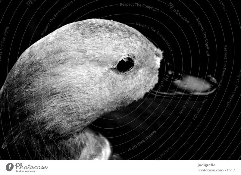 Entenportrait Tier Vogel Schnabel weich schwarz grau Schwarzweißfoto Auge Feder Blick Seite sanft