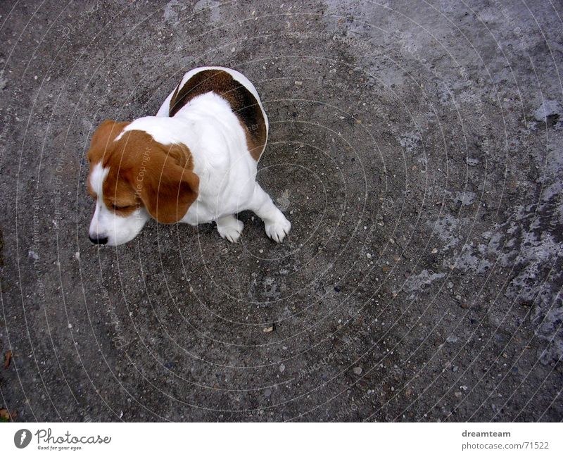 Meggloff Hund Beagle Hängeohr Beton Kuh träumen grau braun schwarz weiß meggloff Ohr Fleck Kies