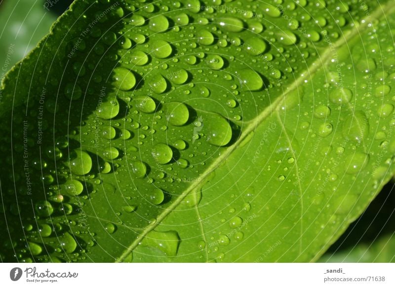 wassertropfen Blatt grün Pflanze Wasser Wassertropfen Regen