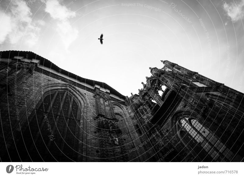 echt | ein bisschen gruselig Tier Himmel Wolken Stadt Kirche Gebäude Architektur Mauer Wand Fassade Fenster Sehenswürdigkeit Vogel 1 fliegen gigantisch Macht