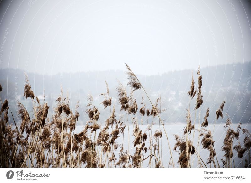 AST 7 | Dahinter der See. Tourismus Umwelt Natur Landschaft Urelemente Wasser Himmel Pflanze Schilfrohr Hügel Bodensee Blick ästhetisch Coolness blau grau