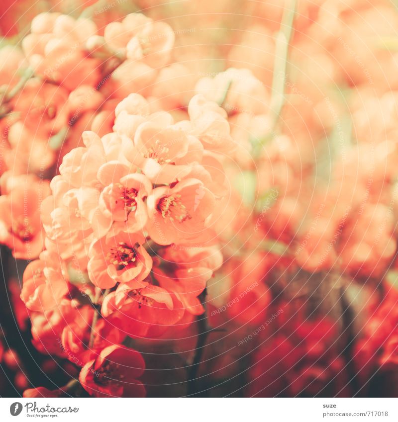 La dame rosé schön Duft Freizeit & Hobby Muttertag Pflanze Frühling Wärme Blume Sträucher Blüte Garten Blühend Wachstum ästhetisch fantastisch Freundlichkeit