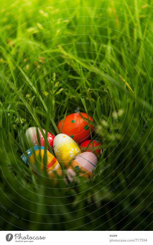 Endlich entdeckt Garten Dekoration & Verzierung Feste & Feiern Ostern Kindheit Frühling Wetter Gras Wiese entdecken Fröhlichkeit schön einzigartig klein