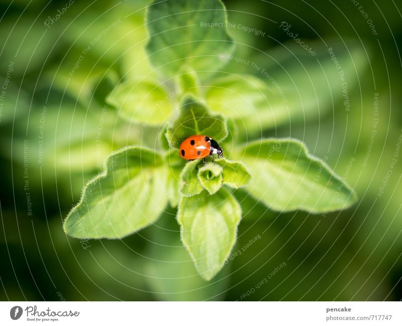 läuftundläuftundläuft Natur Pflanze Sommer Blatt Grünpflanze Tier Käfer 1 Zeichen ästhetisch Erfolg Glück klein saftig schön Wärme weich grün rot Hoffnung