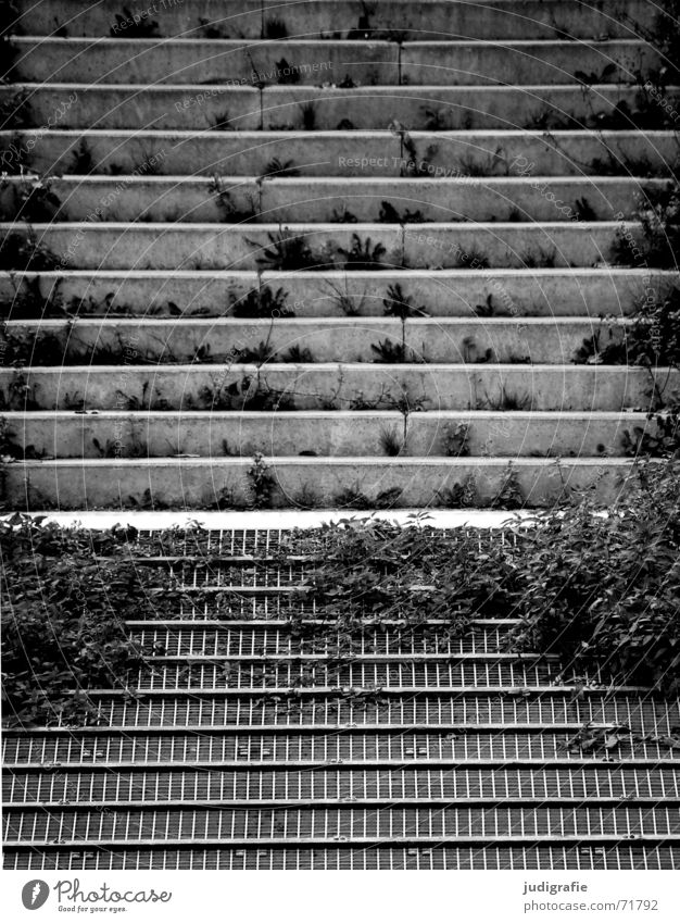Parallelen Beton parallel bewachsen Pflanze Gitter Anlegestelle grau trist schwarz weiß Detailaufnahme verfallen Schwarzweißfoto Treppe Linie Rost
