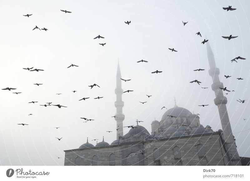 Nebel am Goldenen Horn Istanbul Türkei Altstadt Turm Moschee Minarett Kuppeldach Fassade Sehenswürdigkeit Vogel Taube Schwarm fliegen alt ästhetisch dunkel
