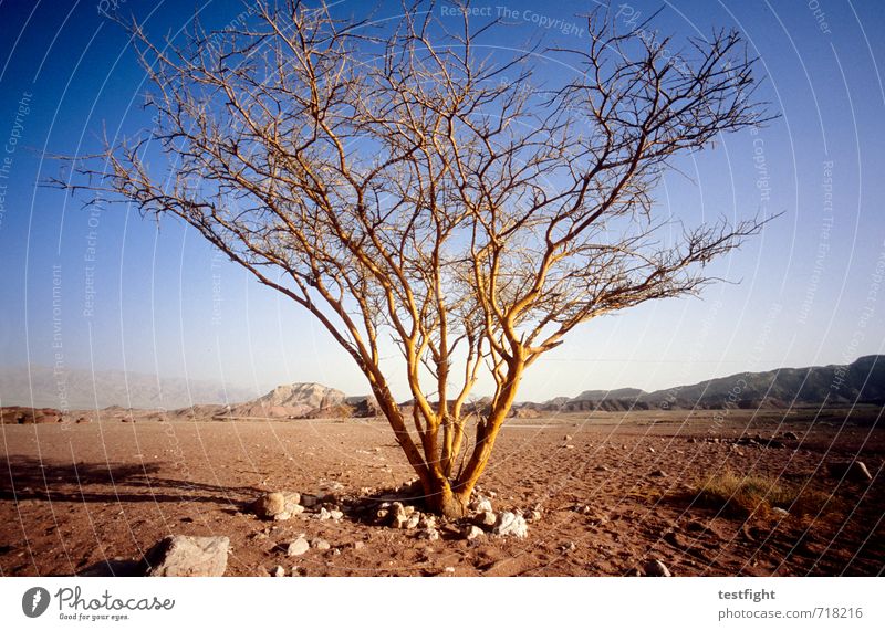 Detonation Umwelt Natur Landschaft Pflanze Himmel Klima Wetter Schönes Wetter Baum Wüste Ferne Wärme Tapferkeit selbstbewußt Optimismus Ende Endzeitstimmung