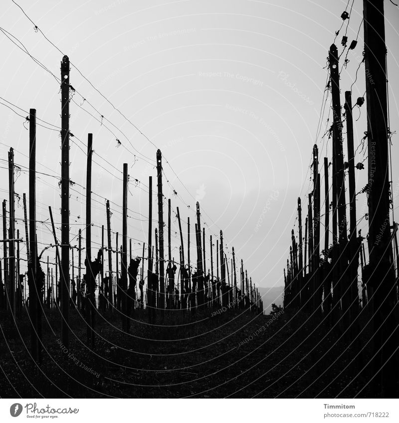 AST 7 | Aufstieg zum Lukow-Hügel, II Ausflug Umwelt Natur Pflanze Wein Weinberg Holz Metall Wachstum ästhetisch dunkel einfach grau schwarz Gefühle Aussaat