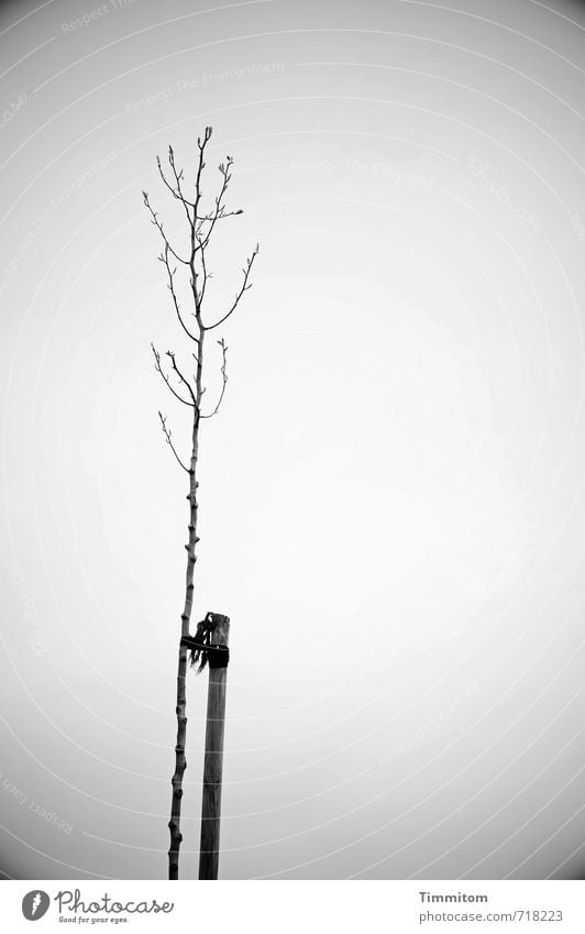 AST 7 | Allein... Umwelt Natur Pflanze Himmel Frühling Baum Pfosten Befestigung Holz Wachstum ästhetisch einfach natürlich grau Gefühle Einsamkeit kahl knospen