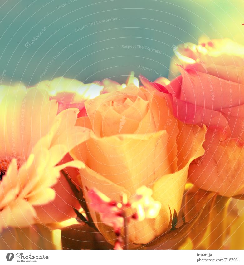 der Rose süßer Duft Feste & Feiern Valentinstag Muttertag Umwelt Natur Pflanze Blume Blüte Fröhlichkeit frisch schön blau mehrfarbig gelb rosa Romantik