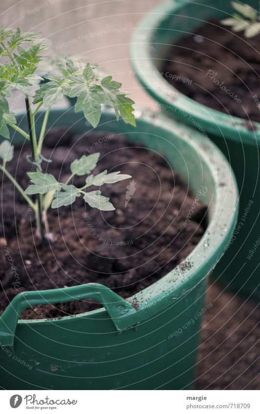 Tomaten - Pflanzen im grünen Blumentopf Gemüse Kräuter & Gewürze Gesundheit Gesunde Ernährung Gärtner Gartenarbeit Natur Erde Frühling Blatt Grünpflanze