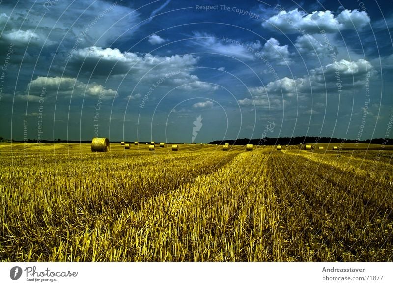 Feld Sommer Gras Himmel Wolken Hintergrundbild field Rasen blau sky blue wallpaper sun grey