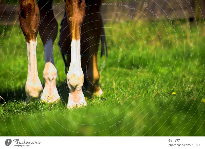 Horse on the meadow Pferd Wiese Gras Fressen Sommer ruhig genießen Beine Weide Appetit & Hunger Ernährung
