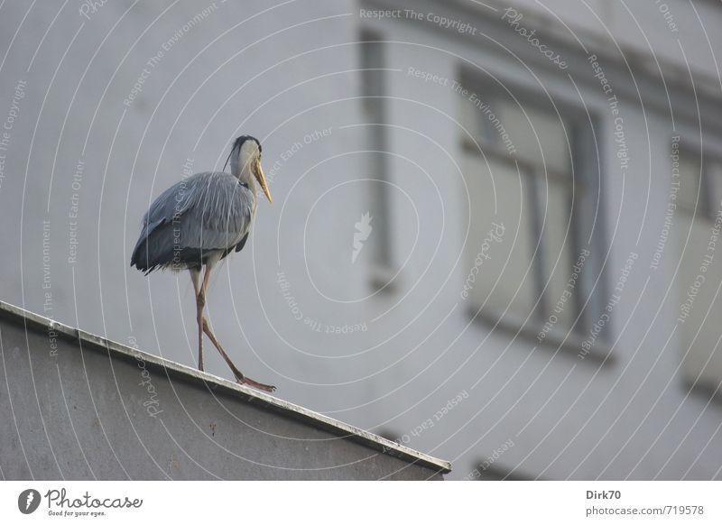 Reiher auf dem Dach Umwelt Istanbul Türkei Stadtzentrum Haus Gebäude Fassade Fenster Tier Wildtier Vogel Graureiher Rückansicht 1 gehen dünn gelb grau schwarz