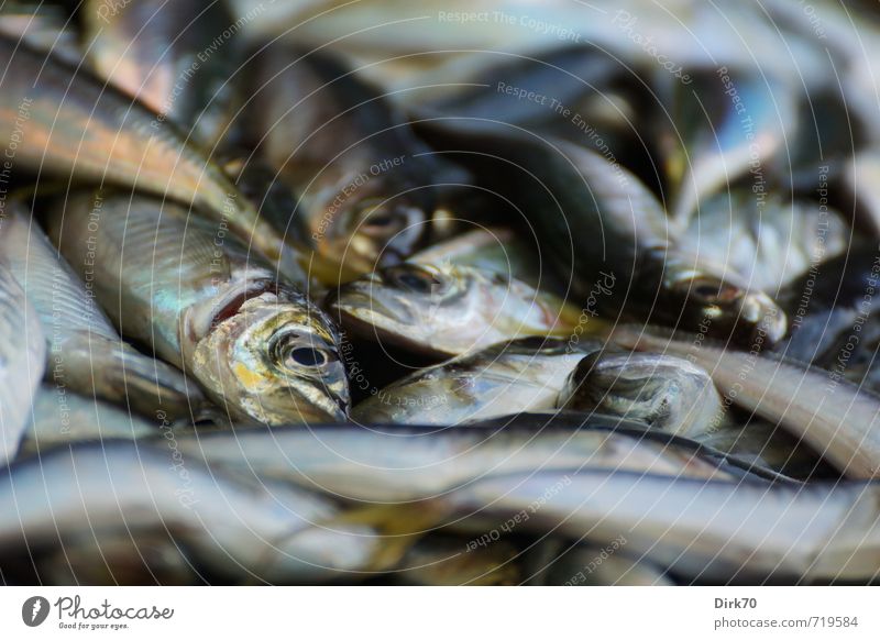 Kleine Fische Meeresfrüchte Fischmarkt Angeln Fischereiwirtschaft Tier Wildtier Totes Tier Tiergesicht Sardinen Hering Schwarm liegen frisch glänzend schleimig