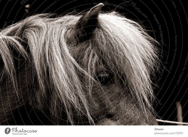 horse/profil Pferd Mähne Fell stehen Tier Silhouette Ohr Haare & Frisuren animal Blick Profil dublex Schwarzweißfoto