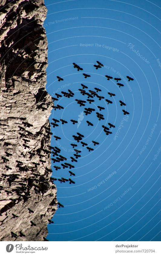 Die Vögel Umwelt Natur Tier Urelemente Wolken Sommer Klima Schönes Wetter Felsen Berge u. Gebirge Gipfel Insel Vogel Tiergruppe fliegen Aggression authentisch