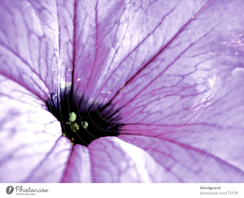 Be Gentle With Me Blüte Blume Pflanze violett zart zerbrechlich Trichter verwundbar sensibel dunkel Erholung Makroaufnahme mehrfarbig schön Sommer poetisch