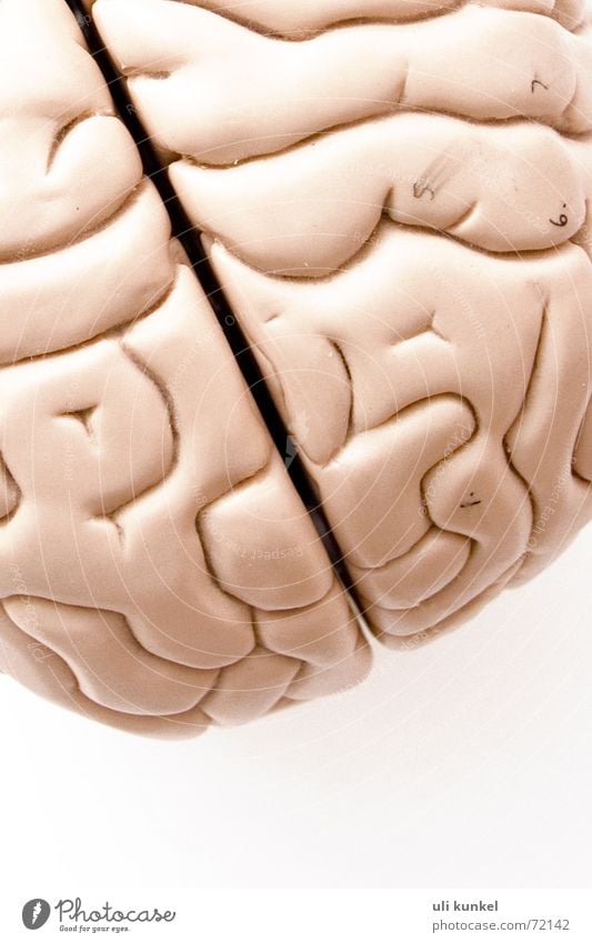 Gehirnmodell Gehirn u. Nerven Anatomie Gesundheitswesen Gedanke klug Logik Erinnerung Verständnis Kreis hirnhälfte brain Denken Wissen begreifen