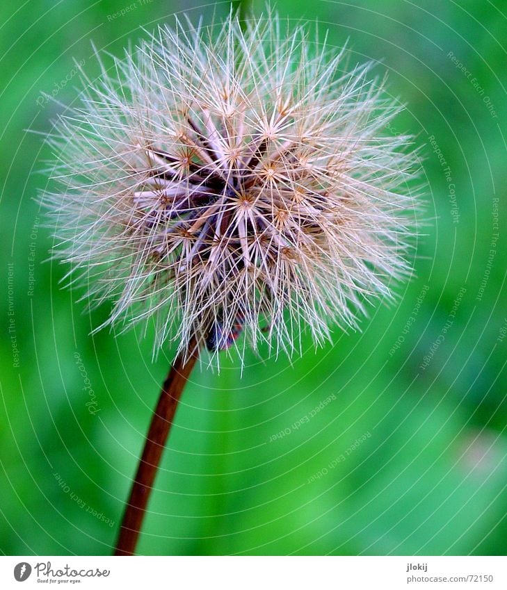 Kinderstube Löwenzahn grün Pflanze Blume Sommer Natur Makroaufnahme verblüht flower