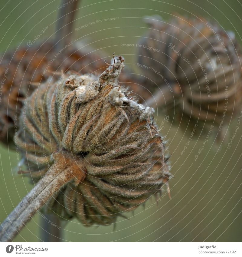 Vertrocknet Blüte Pflanze Herbst trocken Stengel Blume Knolle Vergänglichkeit getrocknet dünn Tod Natur Strukturen & Formen