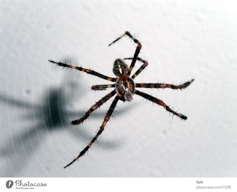 Spinne Insekt Keller Tier gefährlich Panik Spinnennetz Makroaufnahme Luftverkehr Beine Haare & Frisuren Schatten Natur Bewegung Nahaufnahme spider fliegen