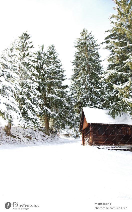 Schwarzwald Umwelt Natur Landschaft Pflanze Himmel Sonne Winter Schönes Wetter Schnee Baum Grünpflanze Wald Dorf Hütte Fassade Dach Holz authentisch hoch kalt