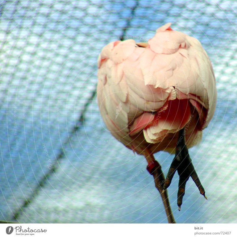 schräger Vogel Zoo Tier Himmel Wolken stehen oben rosa Lebensfreude standhaft Perspektive Gehege Tiergarten Käfig Gleichgewicht Feder Krallen Rückansicht