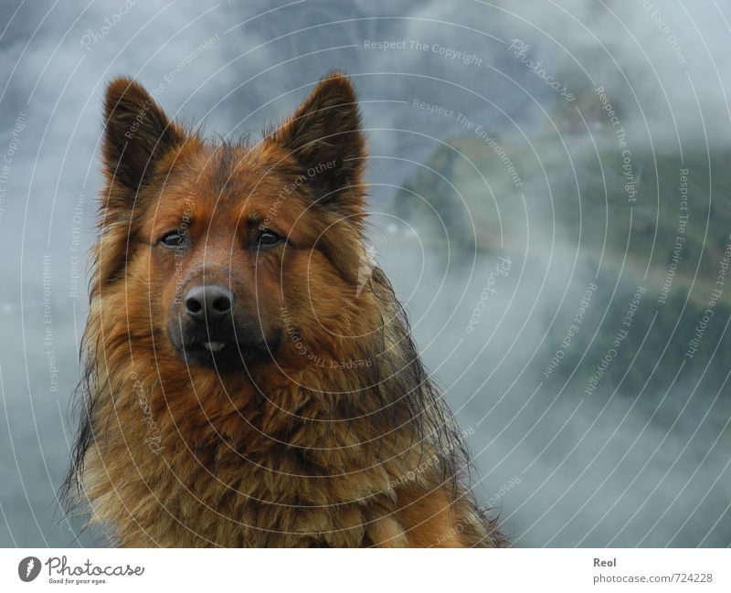 Einsamer Wächter Natur Tier Wassertropfen Wolken Klima schlechtes Wetter Nebel Regen Alpen Berge u. Gebirge Haustier Hund Tiergesicht 1 wandern wild braun grün