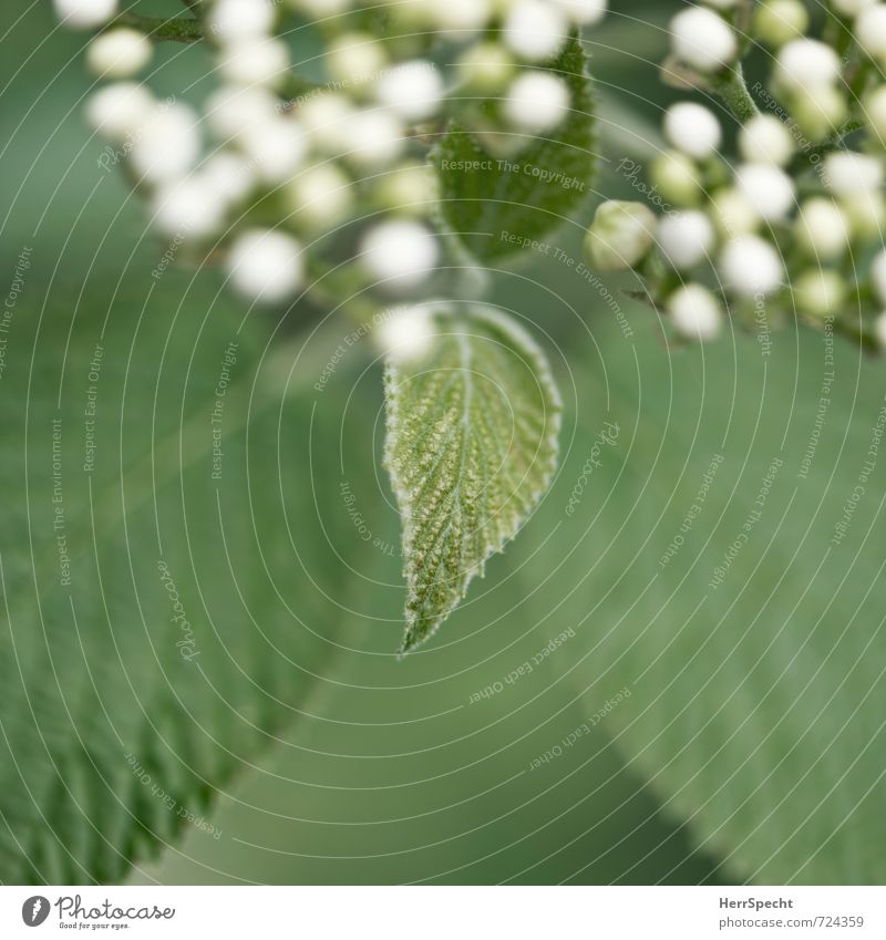 Nachwuchs Natur Pflanze Sträucher Blatt Blüte Grünpflanze schön klein natürlich neu niedlich weich grün weiß Blütenknospen Blattadern Blattgrün Blattfaser